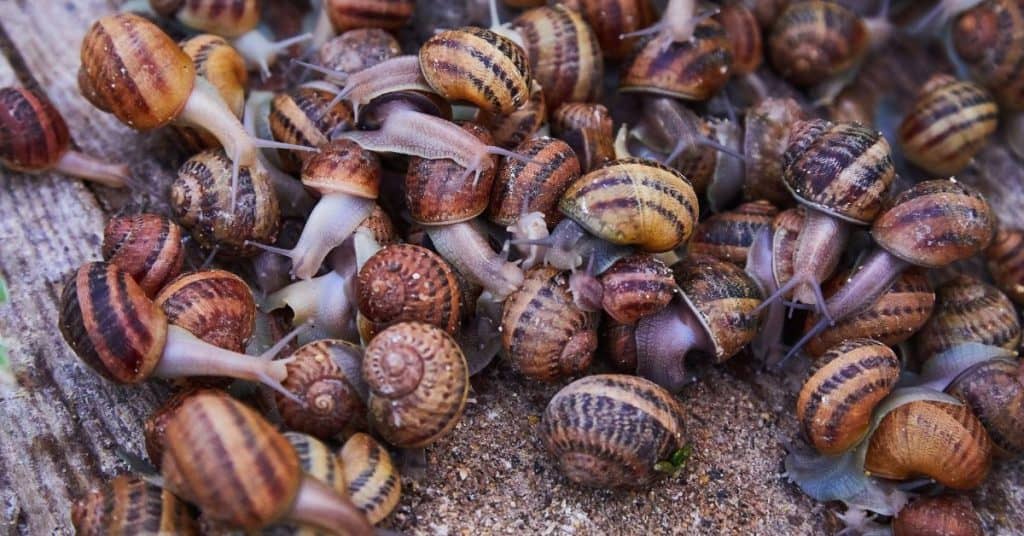 How to Start a Successful Snail Farm