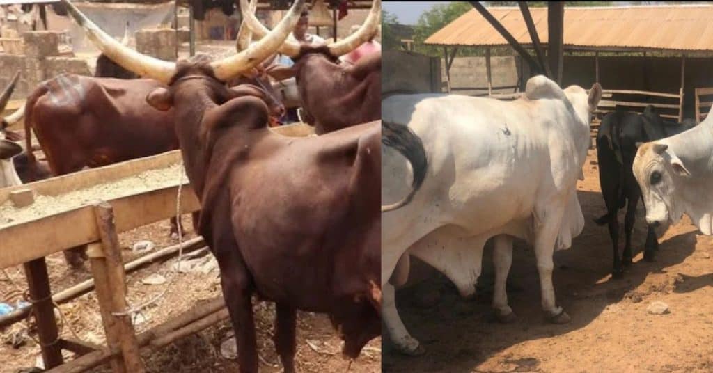 Price of Cow in Nigeria Today